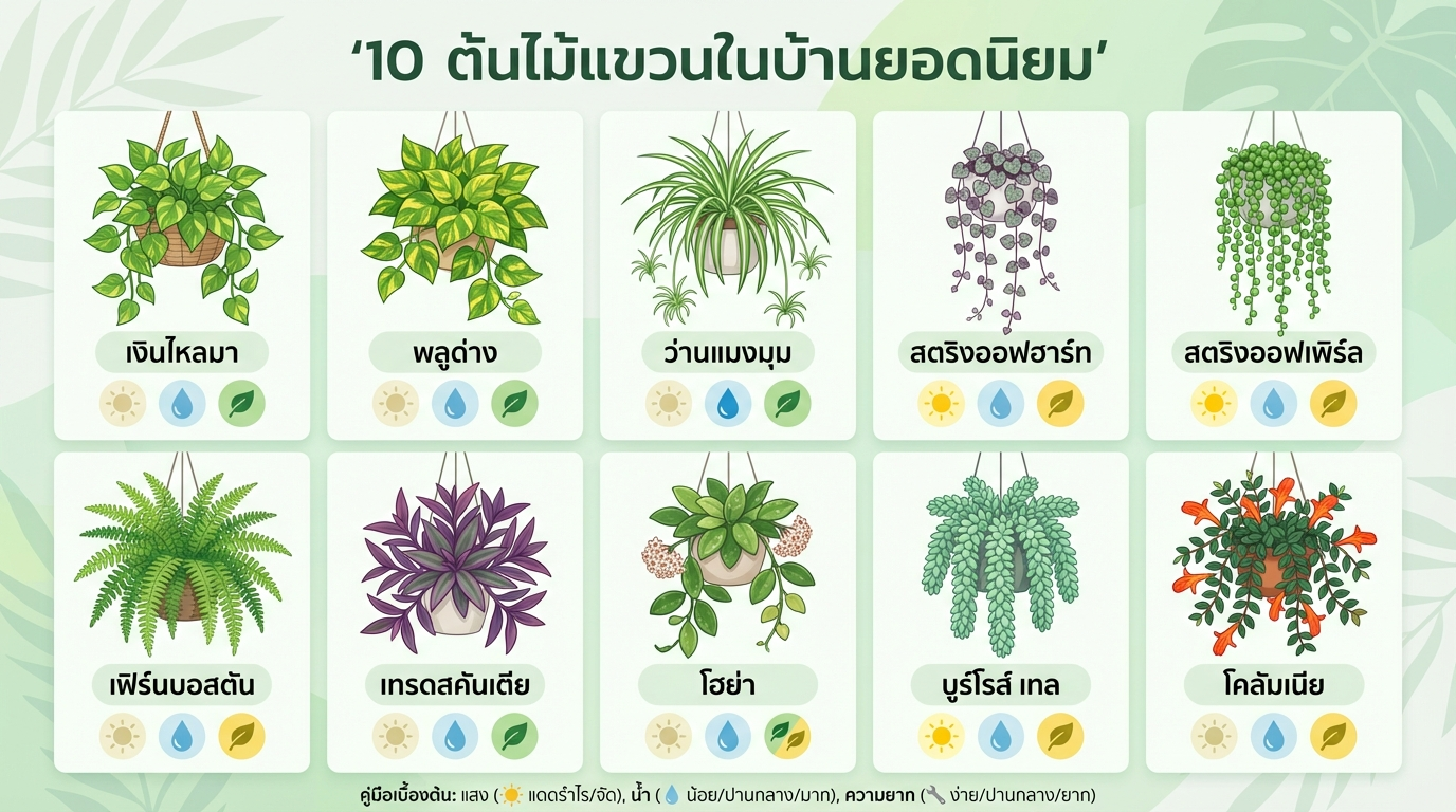 10 ต้นไม้แขวนในบ้านยอดนิยม