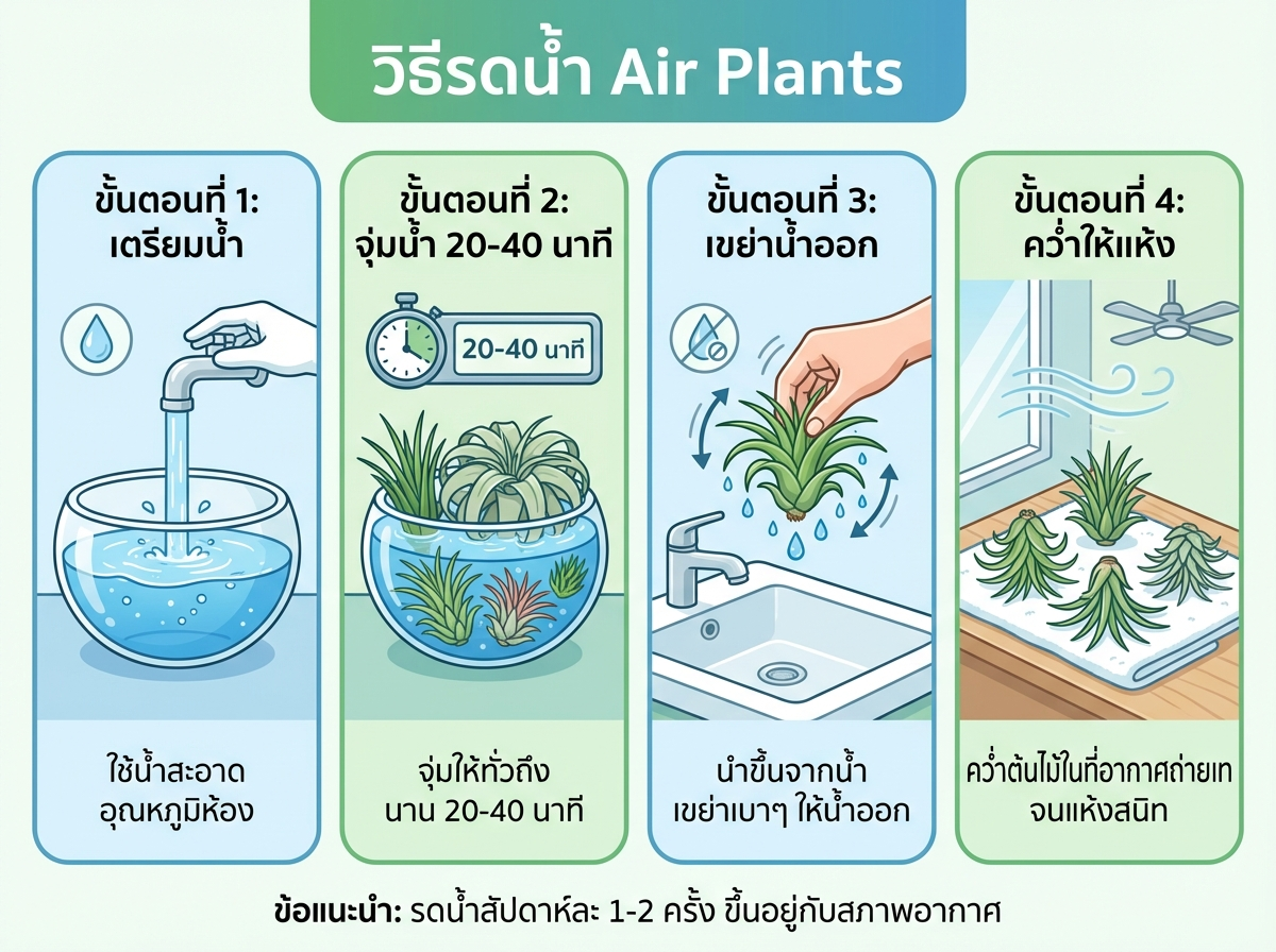 วิธีรดน้ำ Air Plants แบบจุ่ม