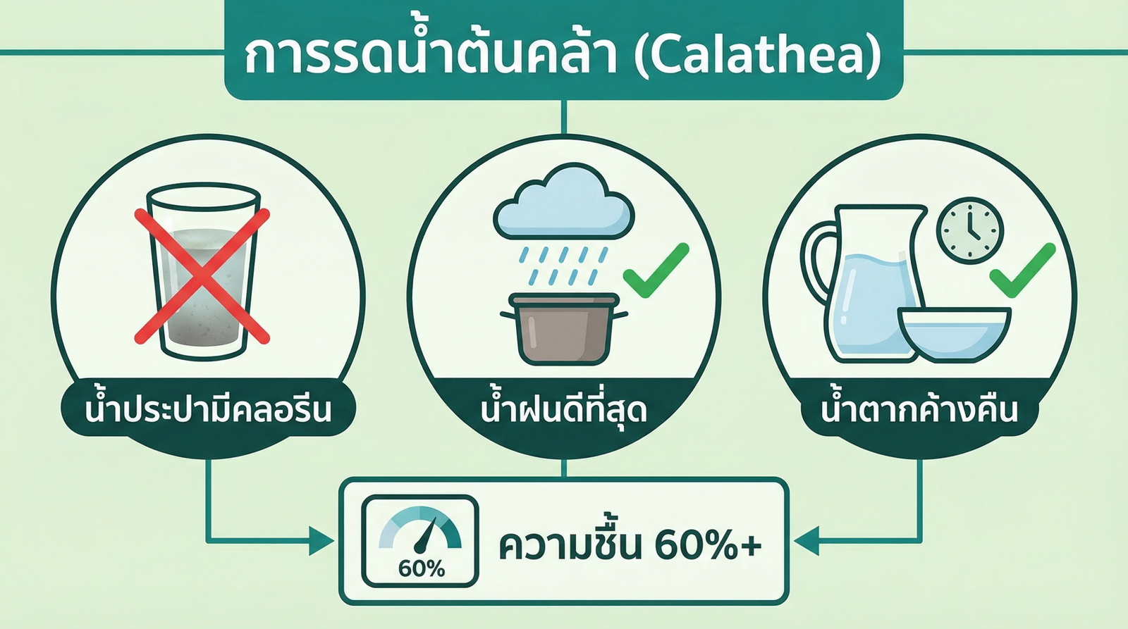 วิธีรดน้ำคาลาเธีย น้ำที่ดีที่สุด