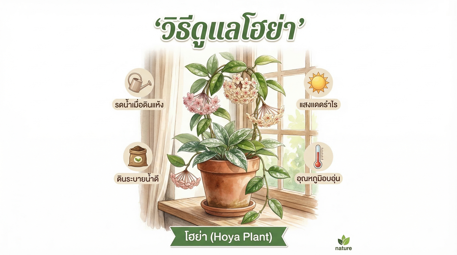 โฮย่า ไม้ประดับดอกสวย วิธีดูแล