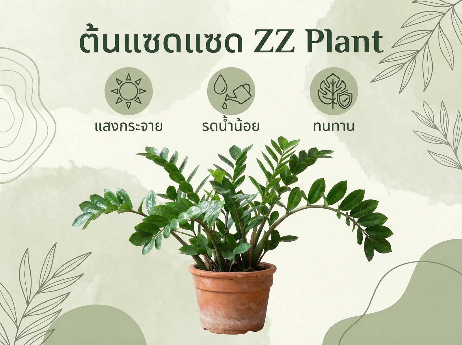 ZZ Plant ต้นแซดแซด ดูแลง่าย ใบเขียวเงา
