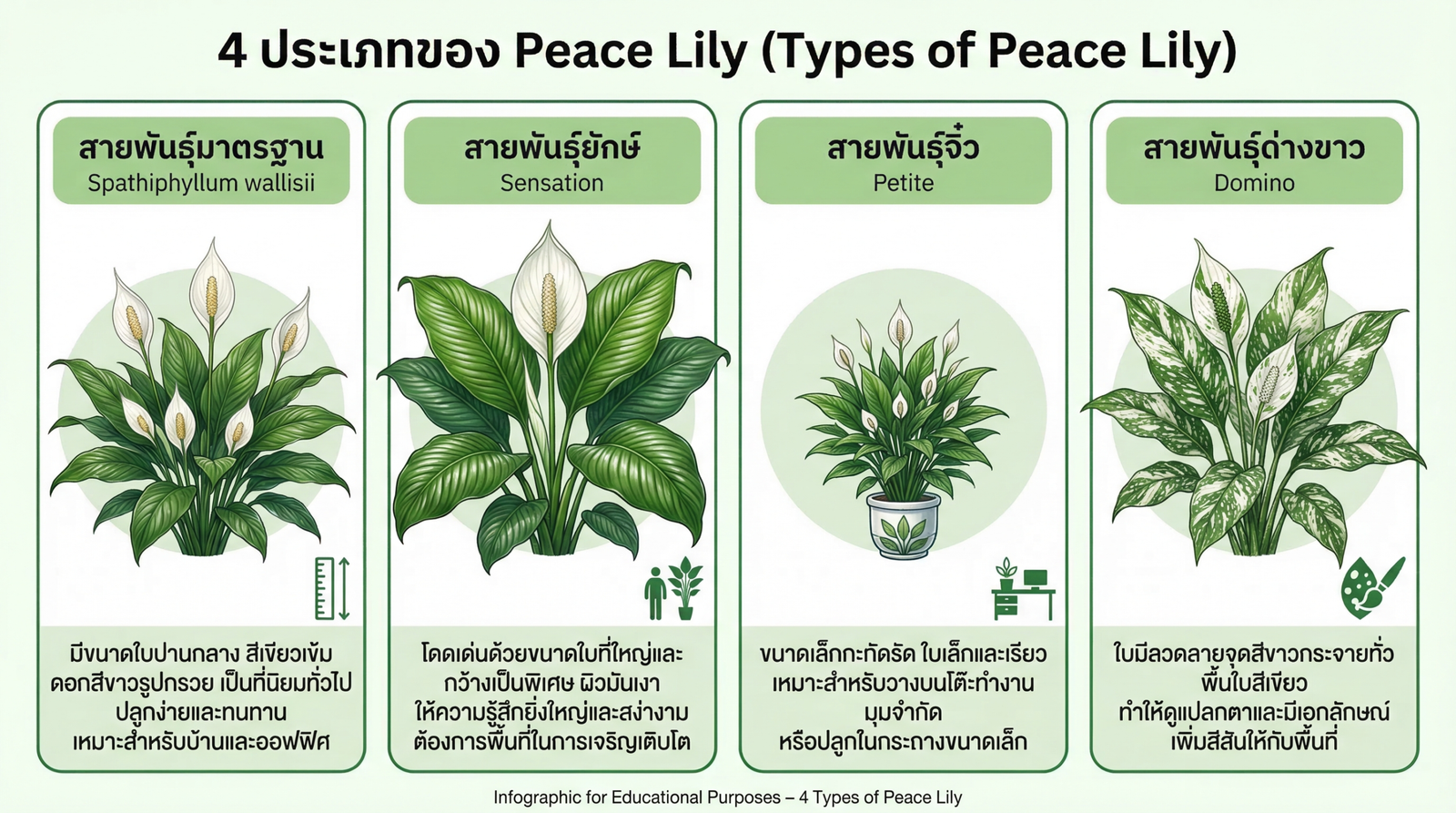 ประเภทของ Peace Lily