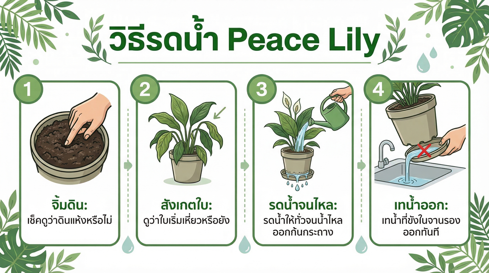 วิธีรดน้ำ Peace Lily