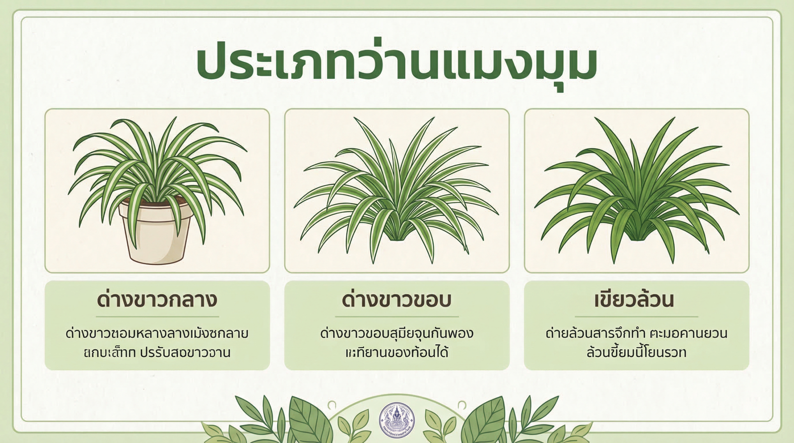 ประเภทว่านแมงมุม