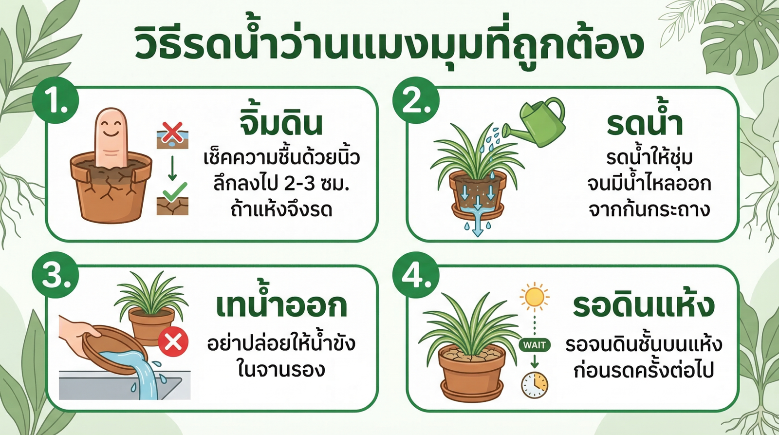 วิธีรดน้ำว่านแมงมุม