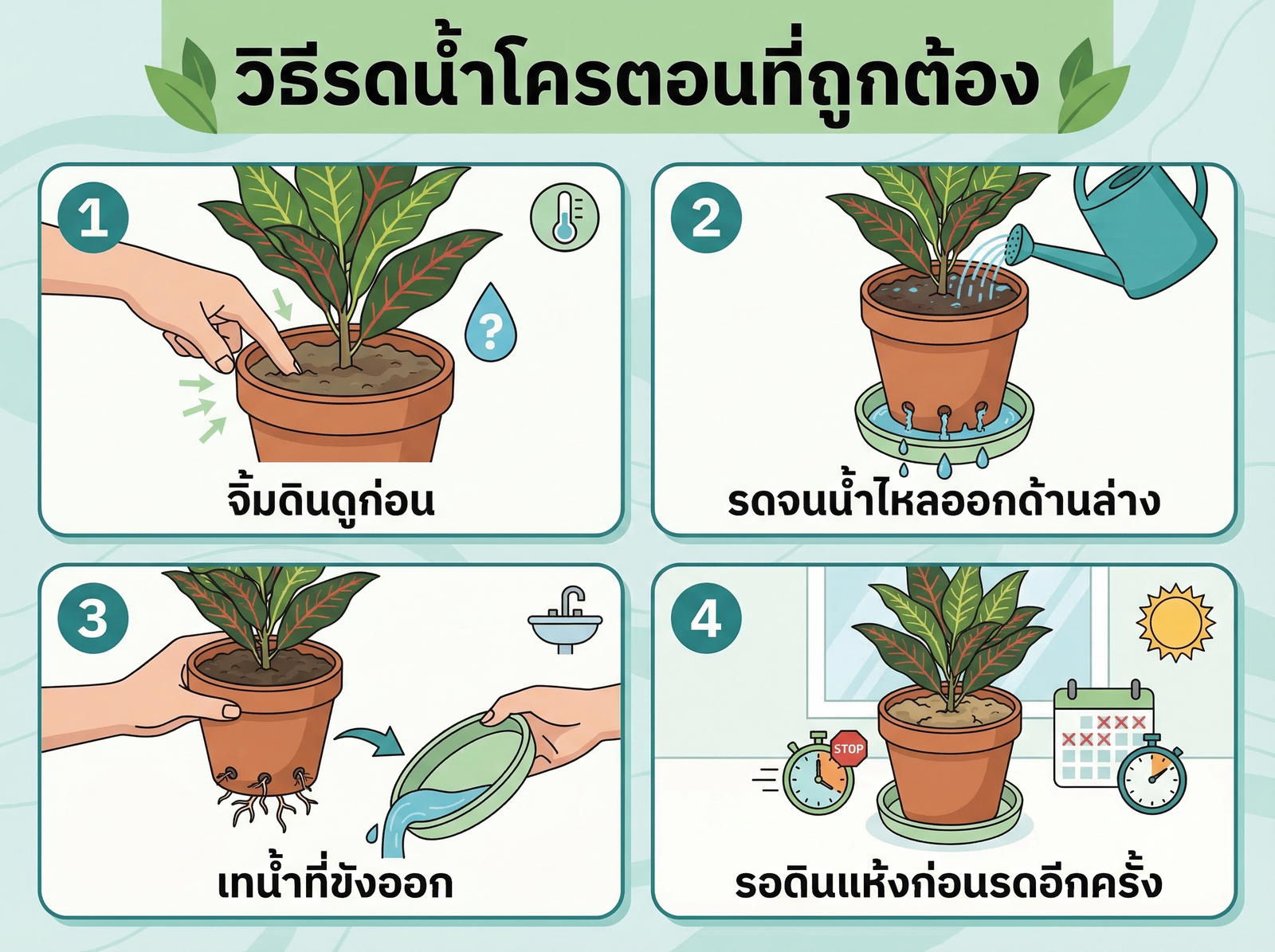 วิธีรดน้ำโครตอนที่ถูกต้อง