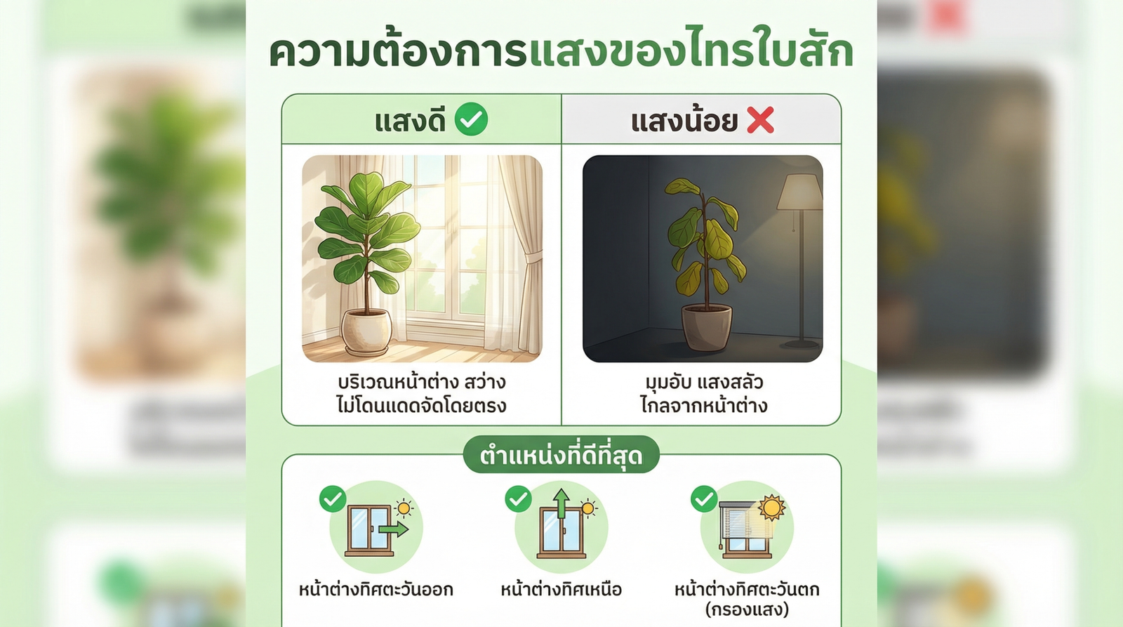 แสงสำหรับ Fiddle Leaf Fig