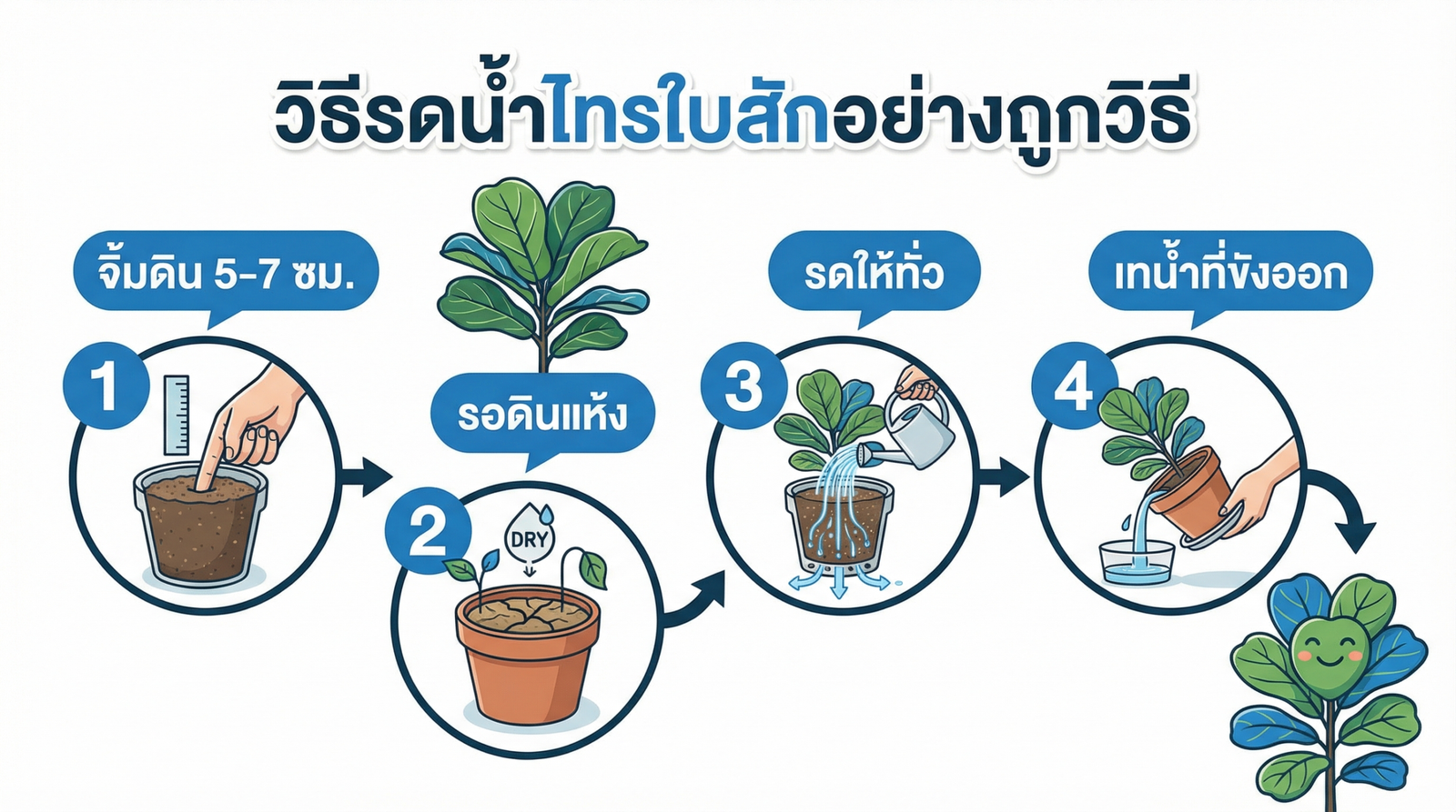 วิธีรดน้ำ Fiddle Leaf Fig