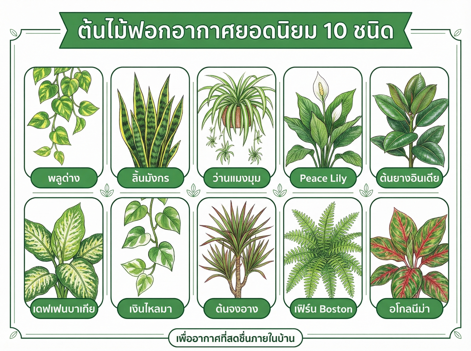 10 ต้นไม้ฟอกอากาศยอดนิยม
