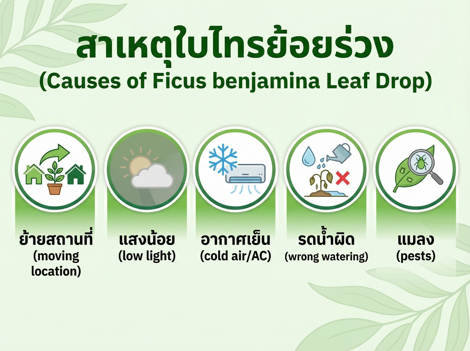 สาเหตุใบไทรย้อยร่วง