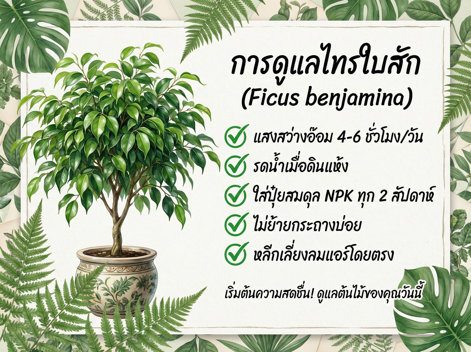 สรุปการดูแลต้นไทรย้อย