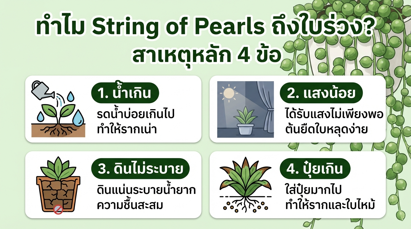 สาเหตุที่ String of Pearls ใบร่วง