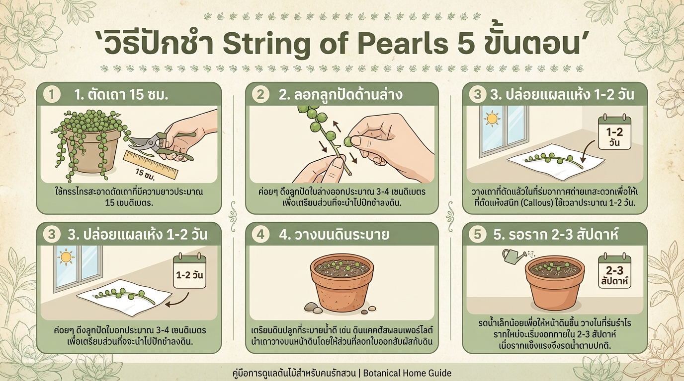 วิธีปักชำ String of Pearls