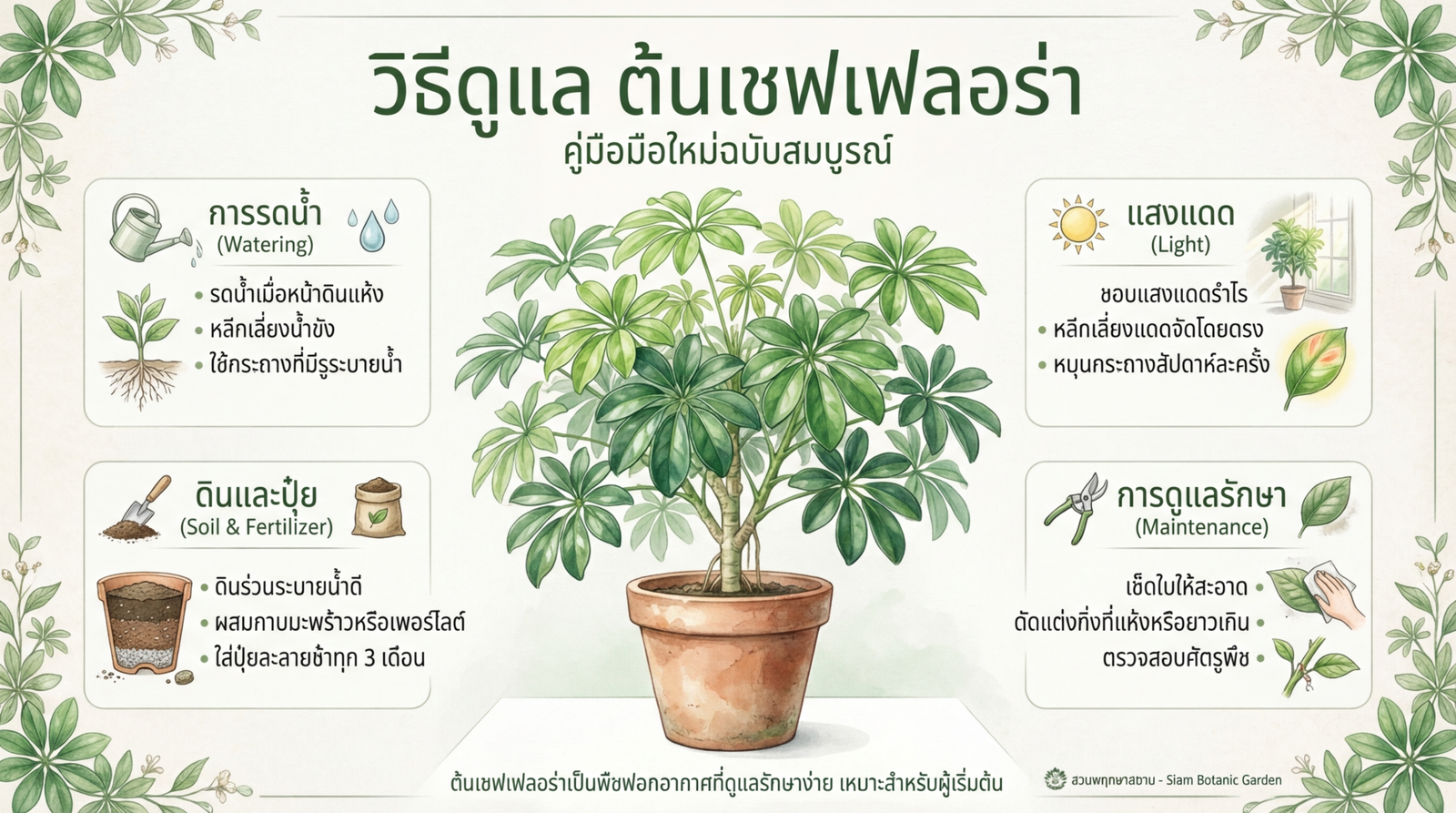 วิธีดูแลต้นเชฟเฟลอร่า