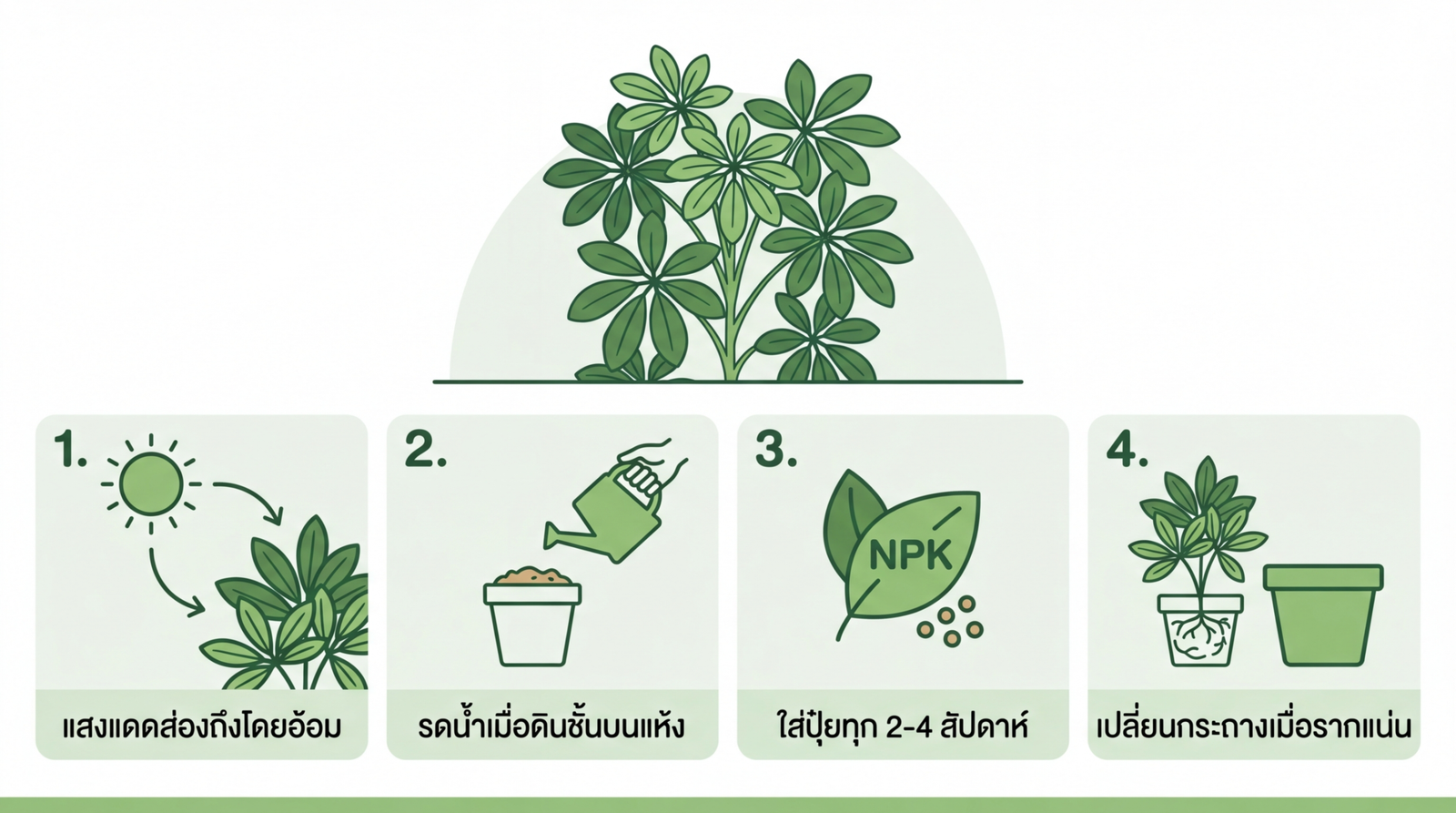 ขั้นตอนดูแลเชฟเฟลอร่า