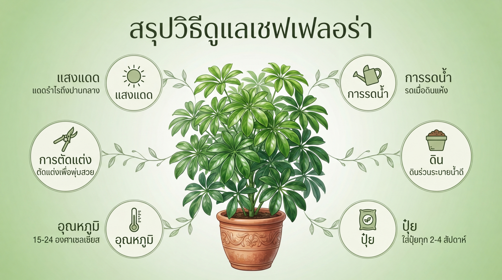 สรุปวิธีดูแลเชฟเฟลอร่า