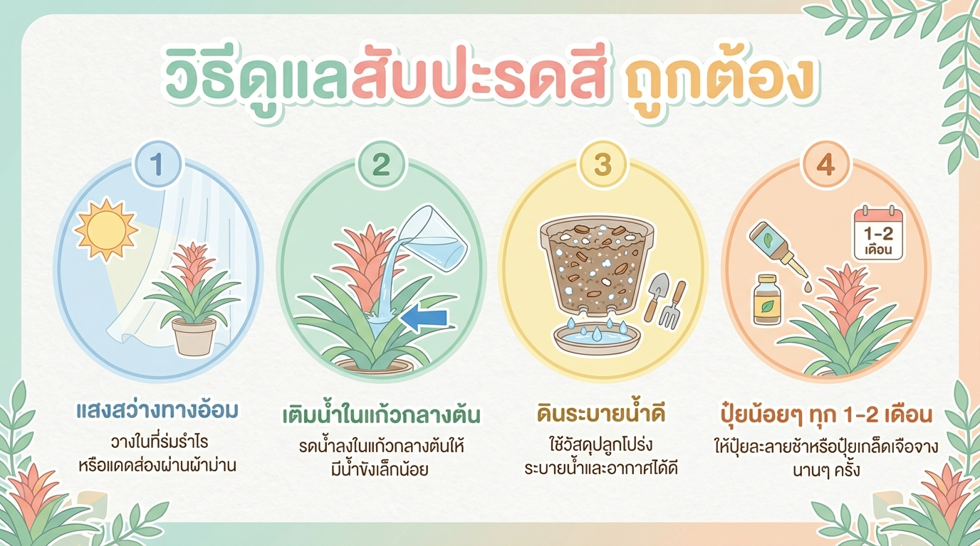 วิธีดูแลสับปะรดสี แสง น้ำ ดิน ปุ๋ย