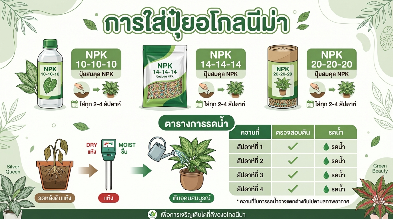 การใส่ปุ๋ยอโกลนีม่า ปุ๋ยที่เหมาะสม