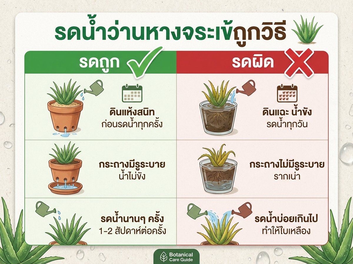 วิธีรดน้ำว่านหางจระเข้ที่ถูกต้อง
