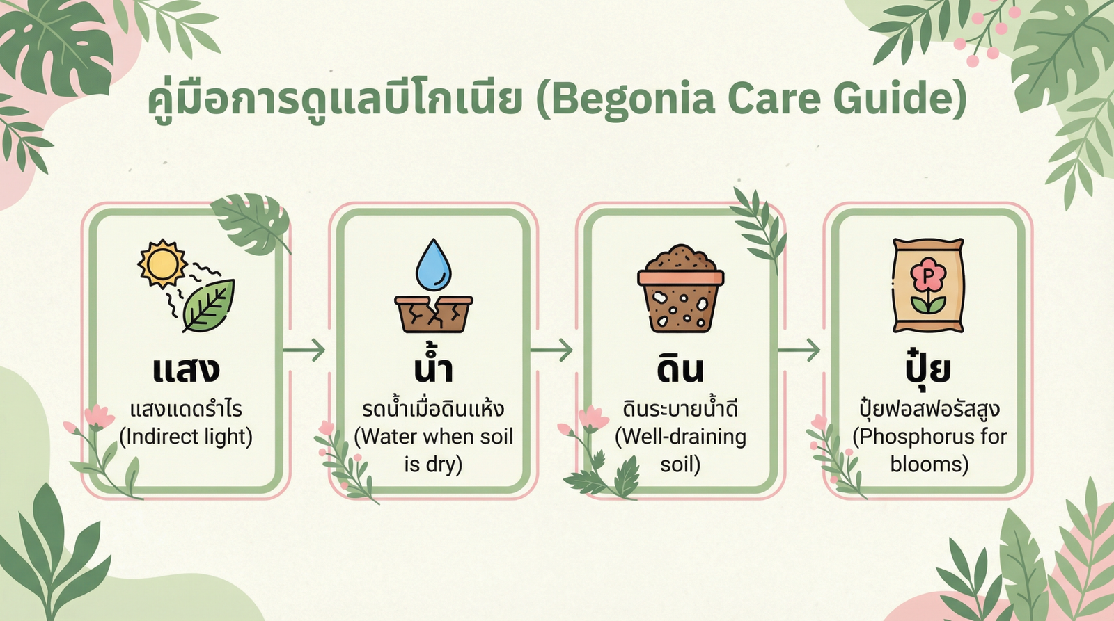 วิธีดูแลเบโกเนียขั้นตอน