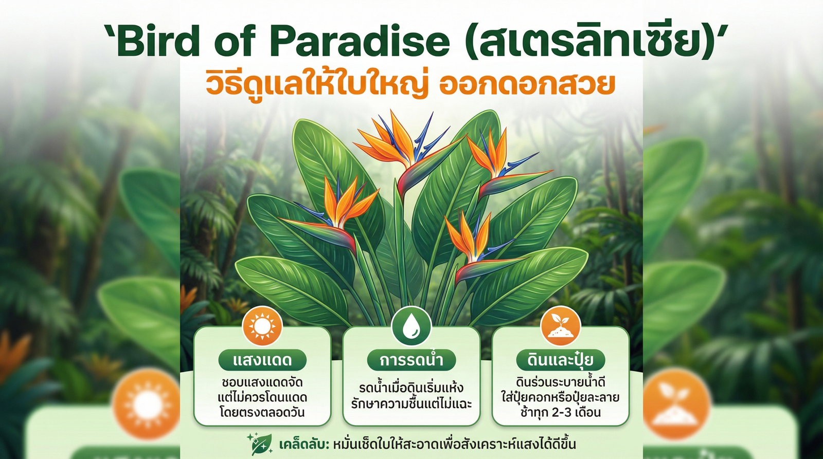 Bird of Paradise สเตรลิทเซีย ใบใหญ่ ดอกสวย