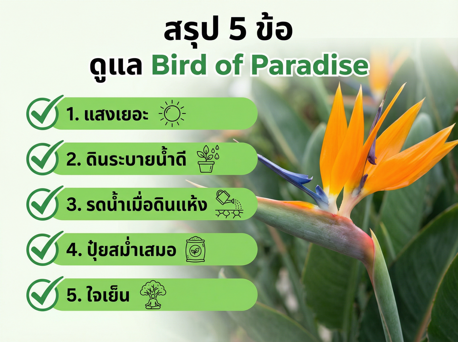 สรุป 5 ข้อ ดูแล Bird of Paradise