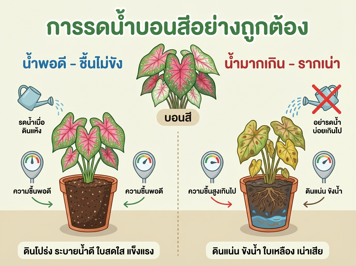 วิธีรดน้ำบอนสีที่ถูกต้อง