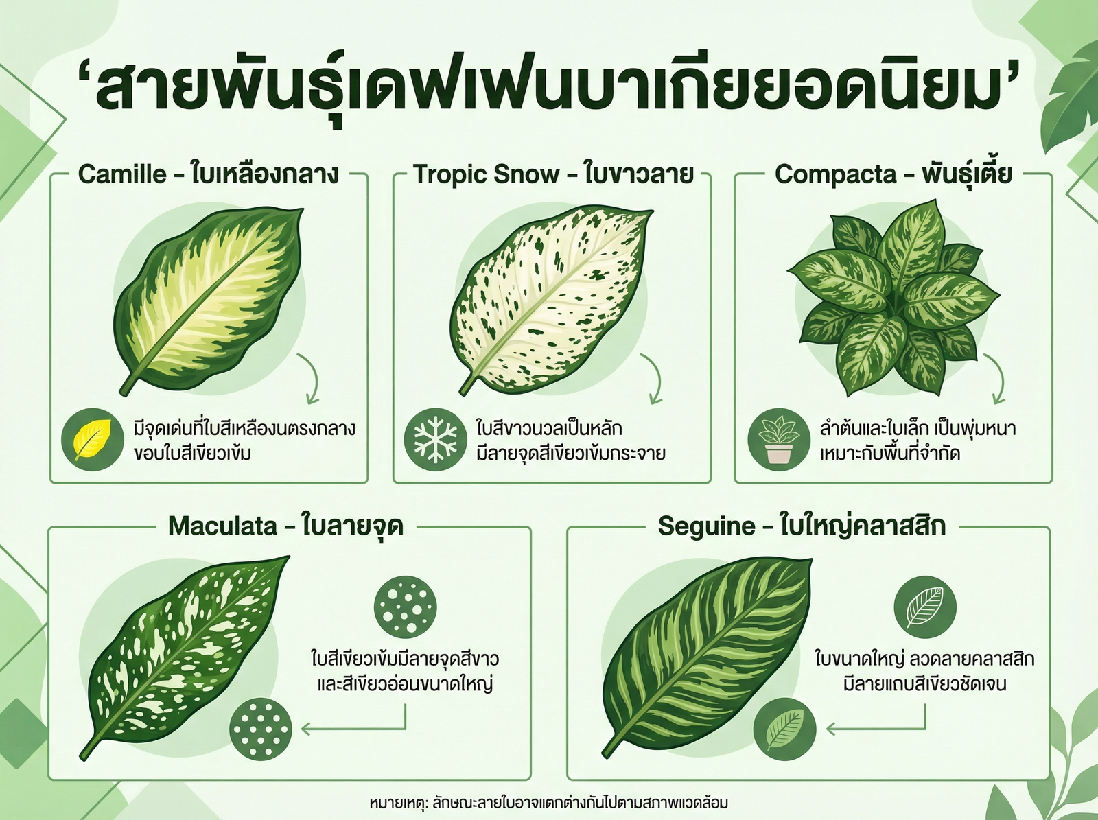 สายพันธุ์เดฟเฟนบาเกียยอดนิยม