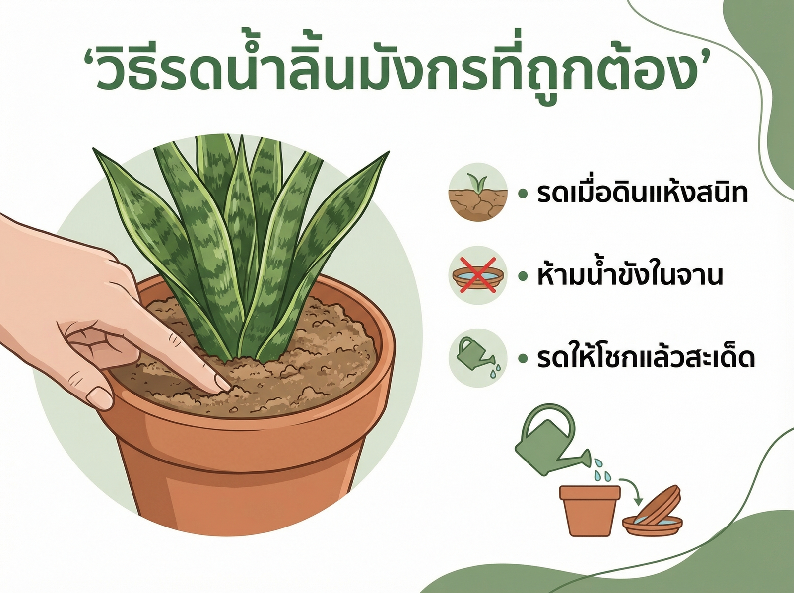 การรดน้ำลิ้นมังกรที่ถูกต้อง