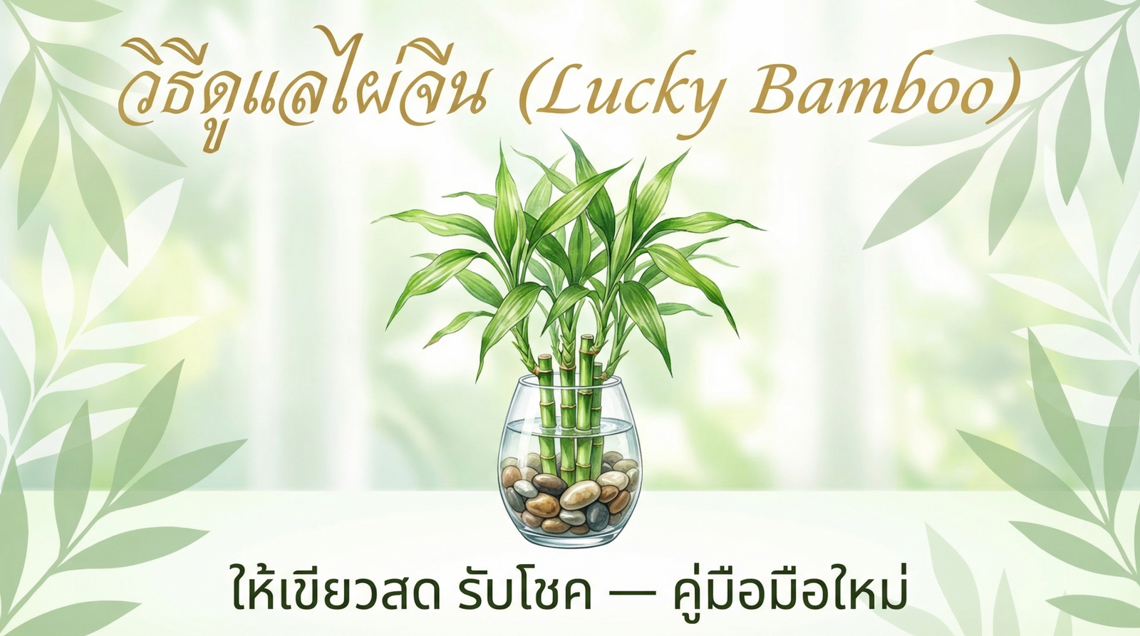 ต้นไผ่จีน Lucky Bamboo