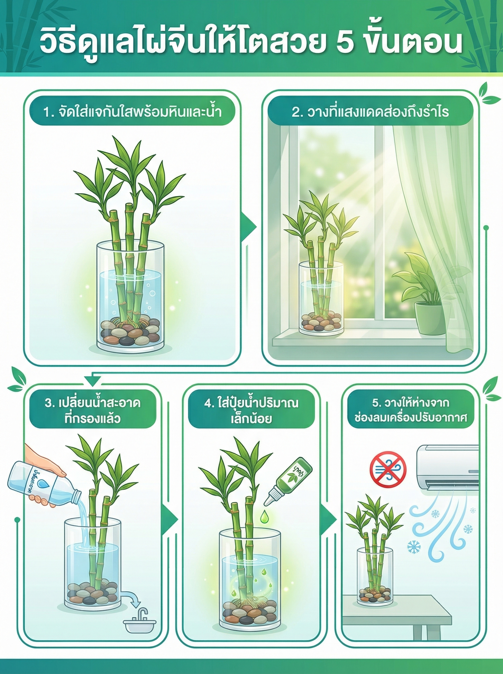 วิธีดูแลไผ่จีน 5 ขั้นตอน