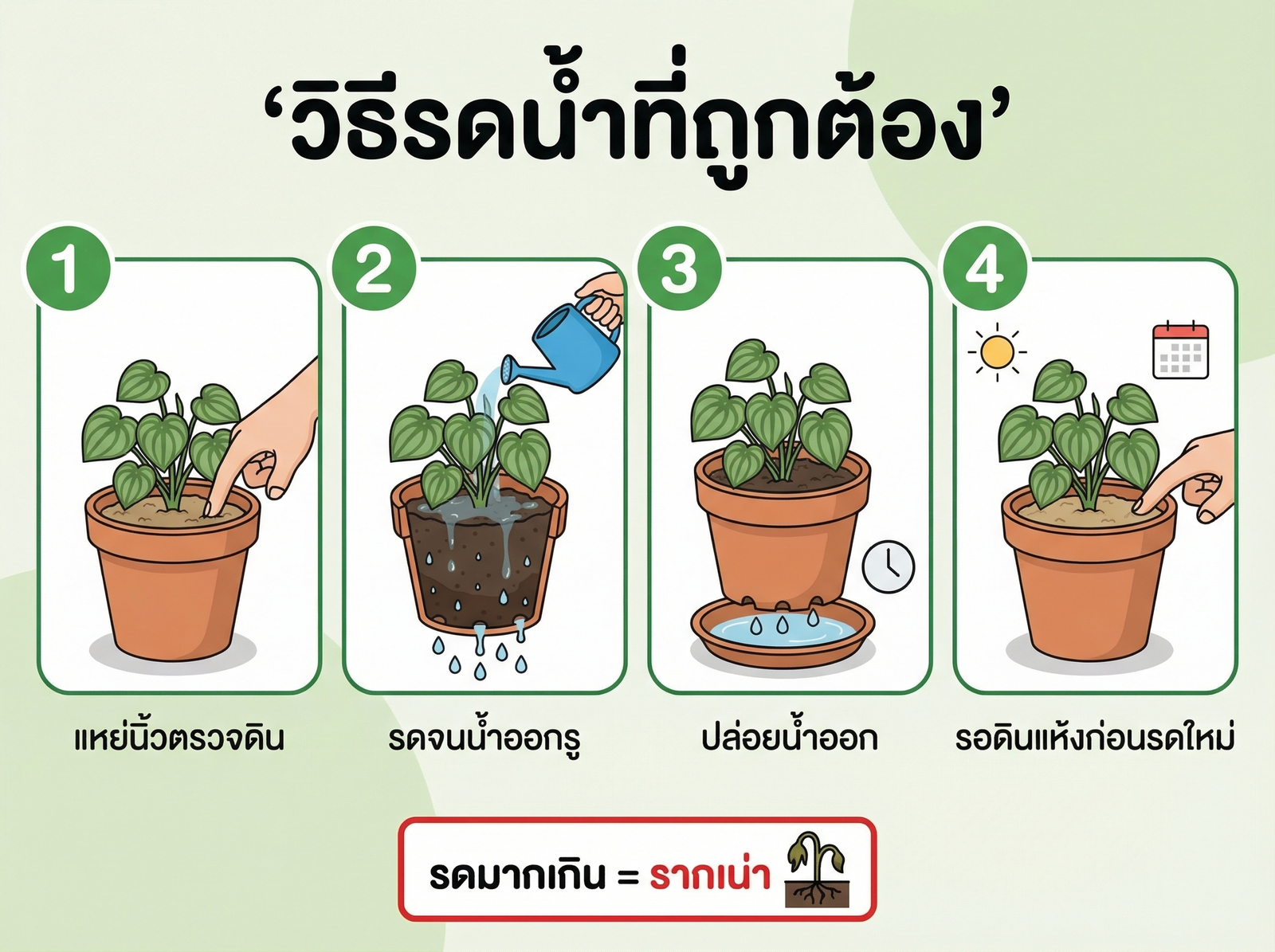 วิธีรดน้ำเปปโรมิ่า