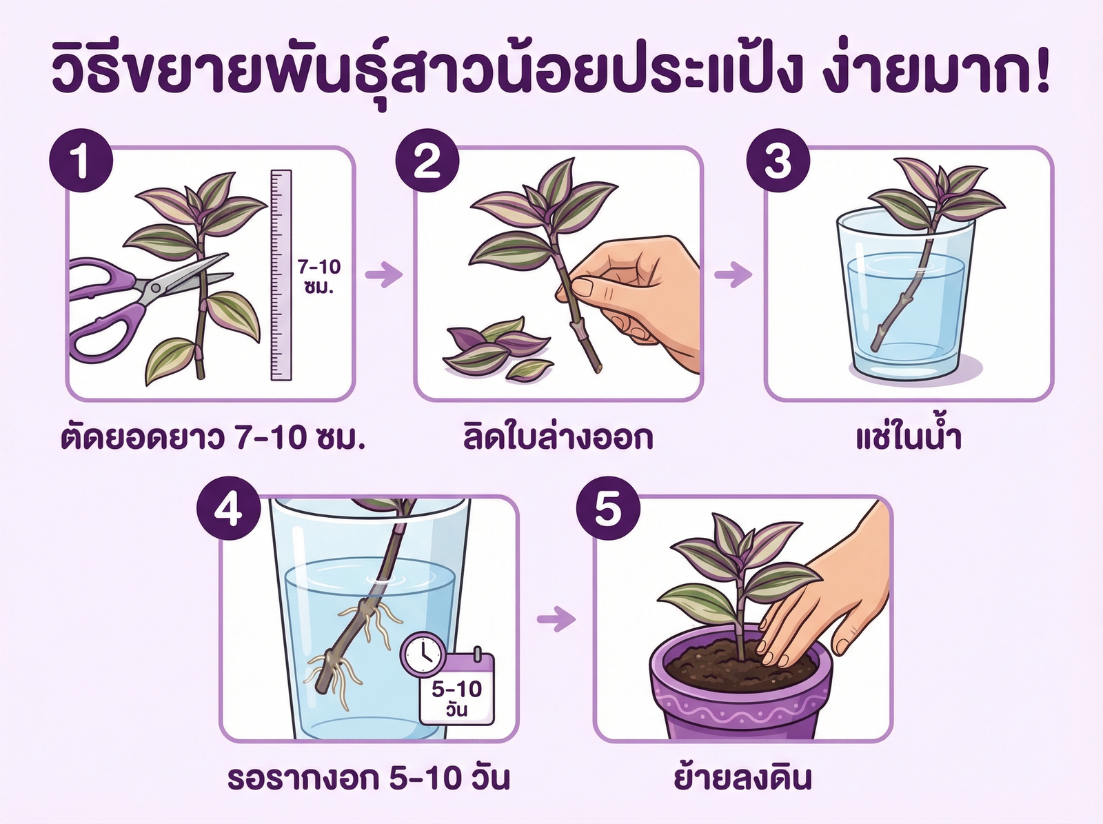 วิธีขยายพันธุ์สาวน้อยประแป้ง