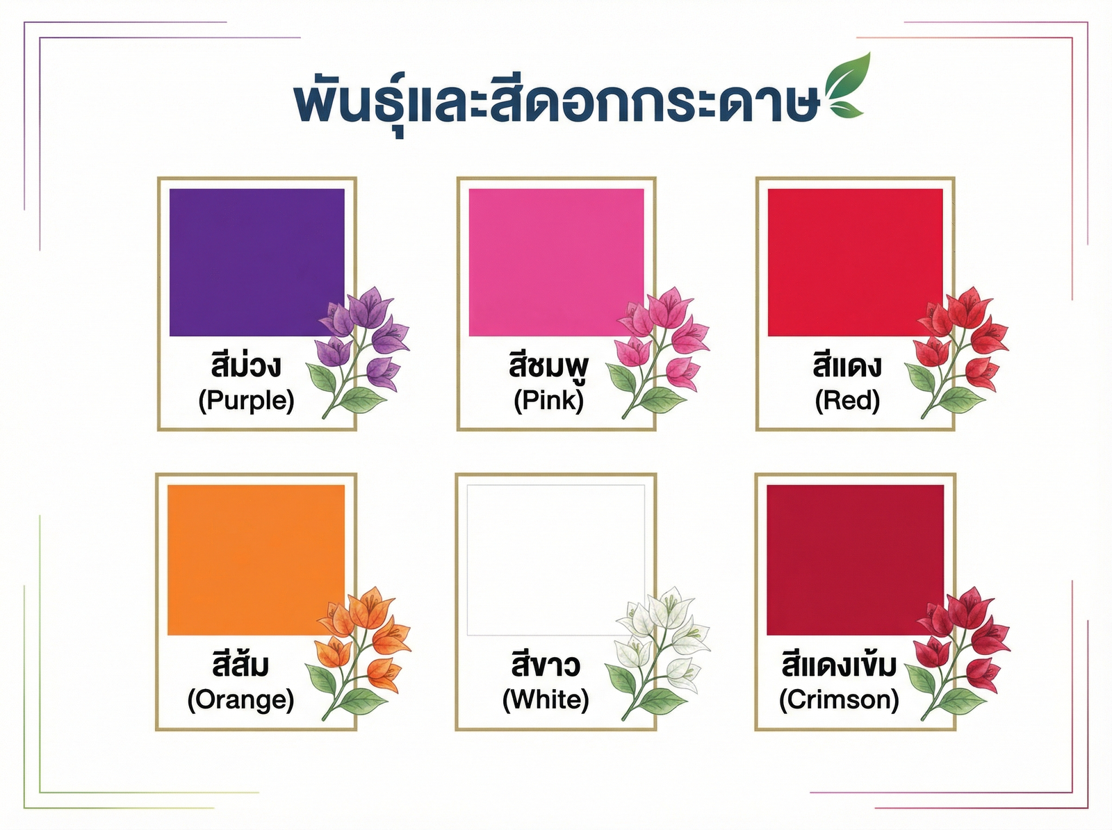 พันธุ์และสีดอกกระดาษยอดนิยม